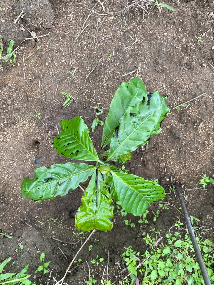 Đất nền Đạ M' Rông Lâm Đồng 3000m² giá 1 tỷ - Cơ hội đầu tư tuyệt vời!