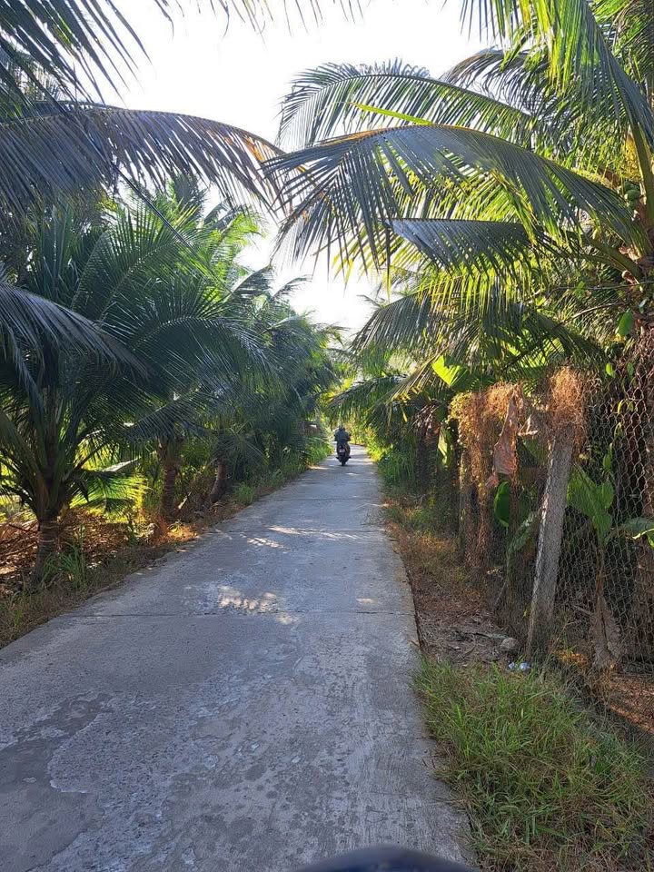 Đất vườn dừa Phú Hưng Bến Tre 5000m² giá 6.5 tỷ - Cơ hội đầu tư hấp dẫn!