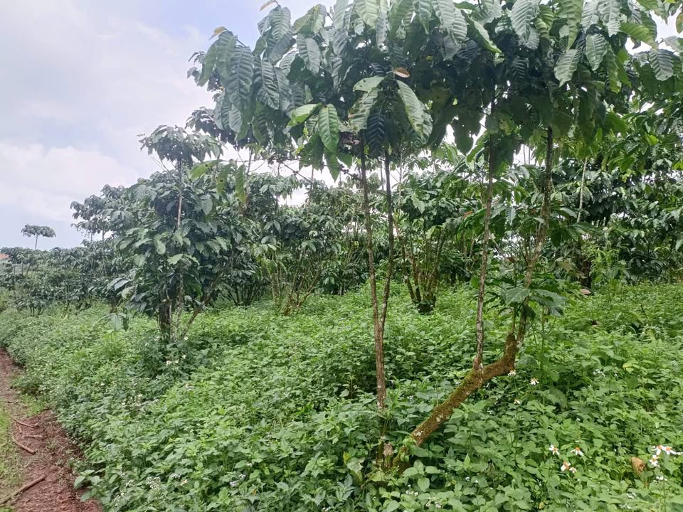 Đất thổ cư 9100m² tại Thôn 13 Lộc Ngãi giá 2.95 tỷ - Phù hợp đầu tư cafe