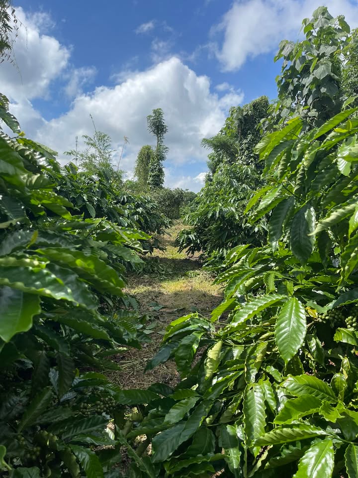 Đất Farm 1ha tại Đắk Mâm, Krông Nô - Thoả thuận giá hấp dẫn!