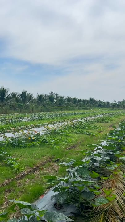 Đất CLN 4276m² tại ấp Vĩnh Quới, Gò Công Tây chỉ 2.8 tỷ - Cơ hội đầu tư hấp dẫn!