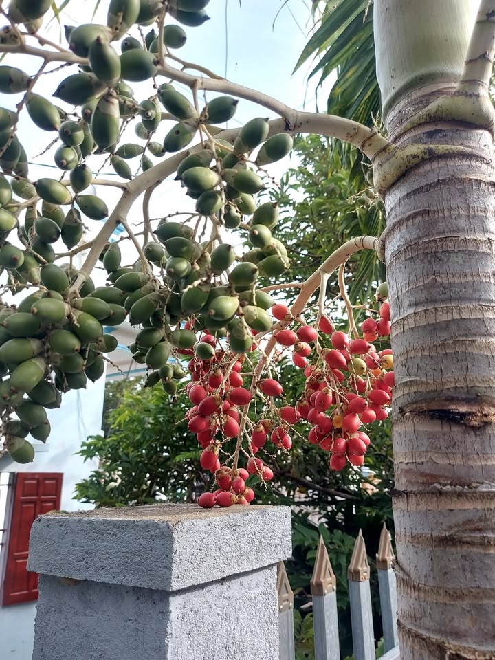 Đất Tân Văn Lâm Hà 3600m² giá 600 triệu - Đầu tư sinh lời hấp dẫn!