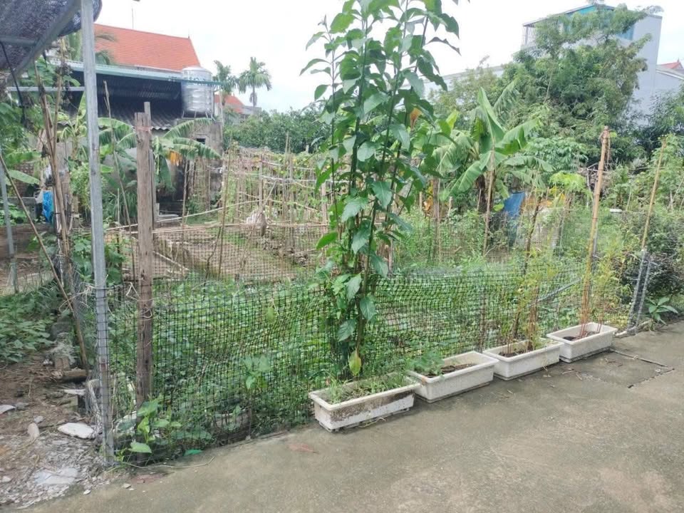 Đất nền Đại Lộ Ninh Sở, Thường Tín 44.8m² - Sổ đỏ chính chủ