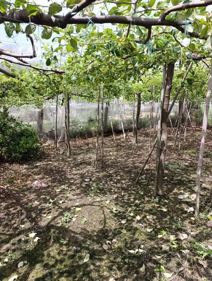 Đất nền thổ cư xã An Hải 364m² giá 700 triệu - Cơ hội đầu tư tuyệt vời!