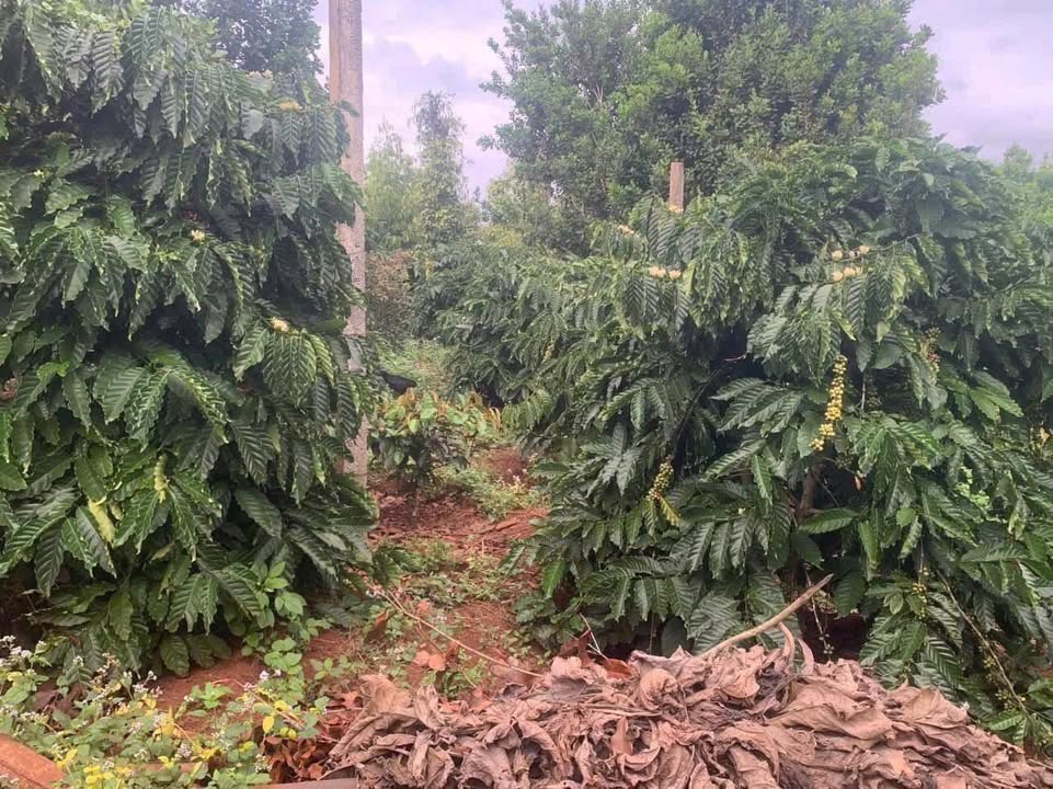 Đất Farm 1ha tại Ea Khal, Đắk Lắk - Đất đỏ đẹp, giá thỏa thuận!