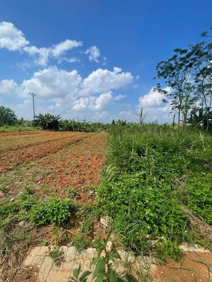 Đất nền tái định cư Cầu Ngọc Tháp, Phong Châu, 147m² giá 1 tỷ - Tiềm năng sinh lời cao!