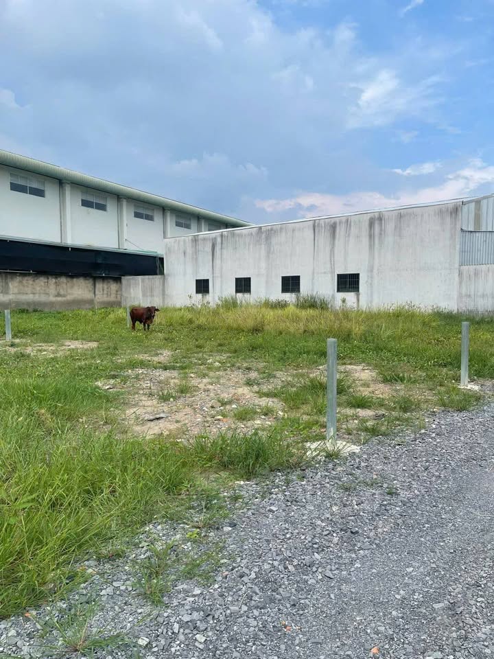 Đất thổ cư ấp 4 xã Mỹ Yên, Bến Lức 2607m² giá 3.2 tỷ - Đầu tư sinh lời ngay!