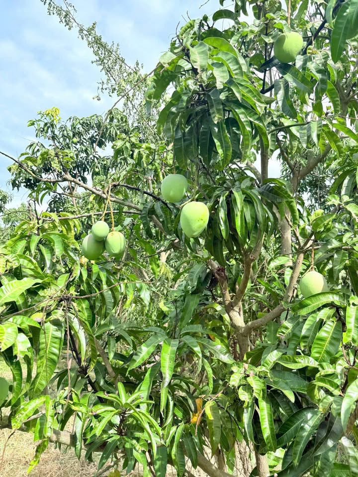 Farm đất vườn Cam Thành Bắc 3595m² giá 1.374 tỷ - Tiềm năng đầu tư sinh lời cao!