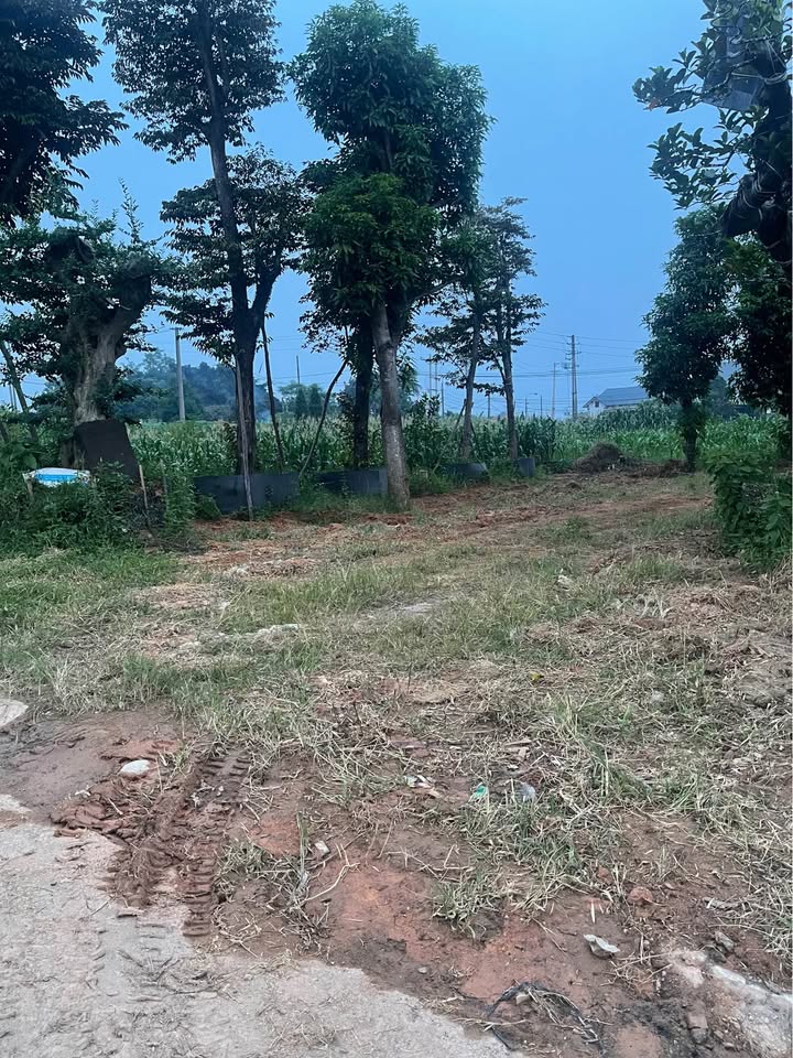 Đất thổ cư 300m² tại Phú Thọ giá chỉ 2 tỷ - Đầu tư sinh lời ngay!