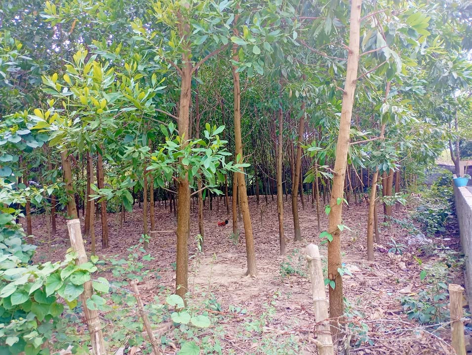 Đất nền Nam Thượng Kim Bôi 800m² giá chỉ 300 triệu - Đầu tư sinh lời ngay!