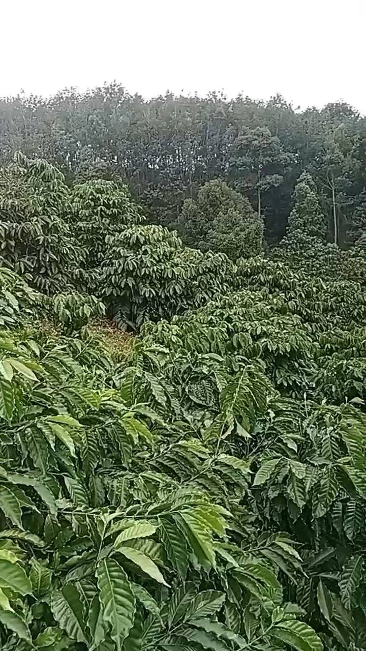 Farm Đắk Mâm 14000m² giá 3.2 tỷ - Kinh doanh cà phê sinh lời cao!