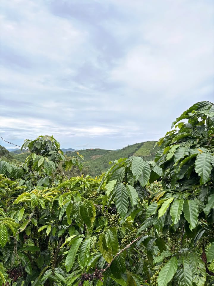 Đất nền 18.000m² xã Nam Hà Lâm Hà chỉ 300 triệu - Cơ hội đầu tư hấp dẫn!