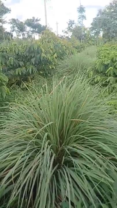 Đất nền 2000m² tại Ea Kpam, Cư M'gar - Mặt tiền đường nhựa 50m, giá thỏa thuận