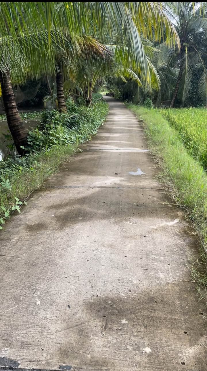 Đất nền Tân An, Càng Long 11.000m² - Đất vuông đẹp, định cư lý tưởng!