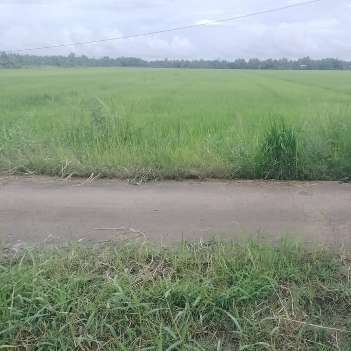 Đất ruộng 7000m² xã An Ngãi Trung, Vĩnh Long - Giá bán tốt chỉ 1.4 tỷ!