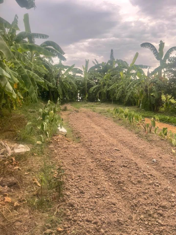 Đất nền tại xóm Hồ, xã Dũng Liệt, 163m² giá tốt - Sổ đỏ chính chủ!