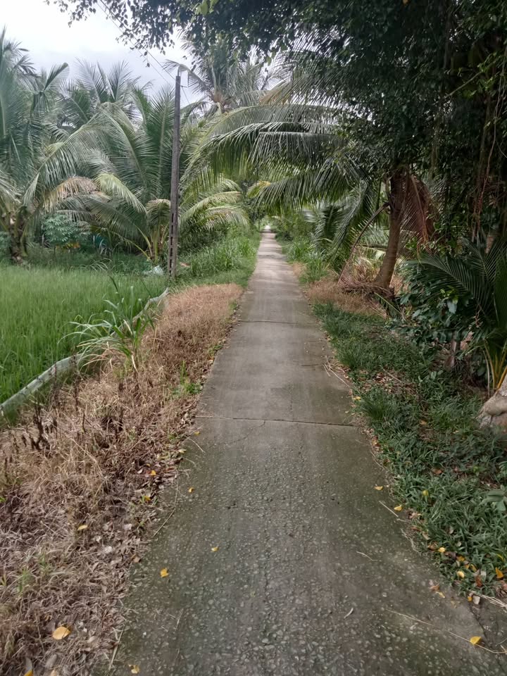 Đất nền Châu Thành Trà Vinh 1000m² chỉ 255 triệu - Sổ đỏ chính chủ, vị trí đẹp!