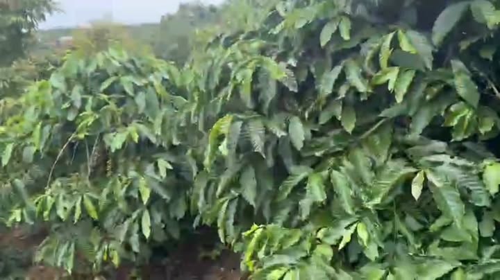 Đất nền Lâm Hà 1000m² giá 910 triệu - Mặt tiền đường nhựa rộng rãi!