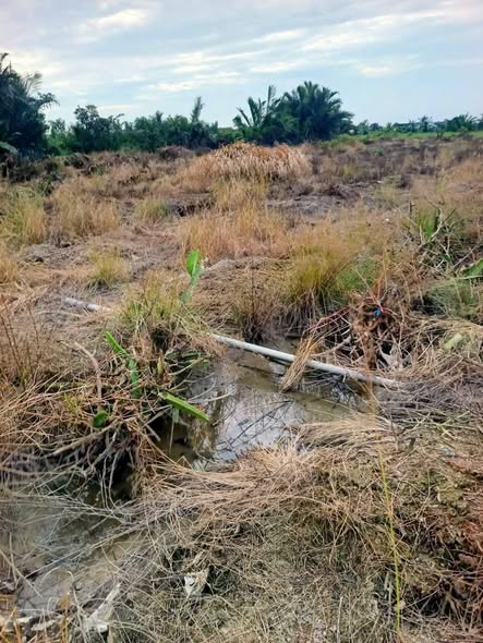 Đất lúa 5.501,2m² tại Thanh Phú Long, Châu Thành giá 1,4 tỷ - Đầu tư sinh lời!