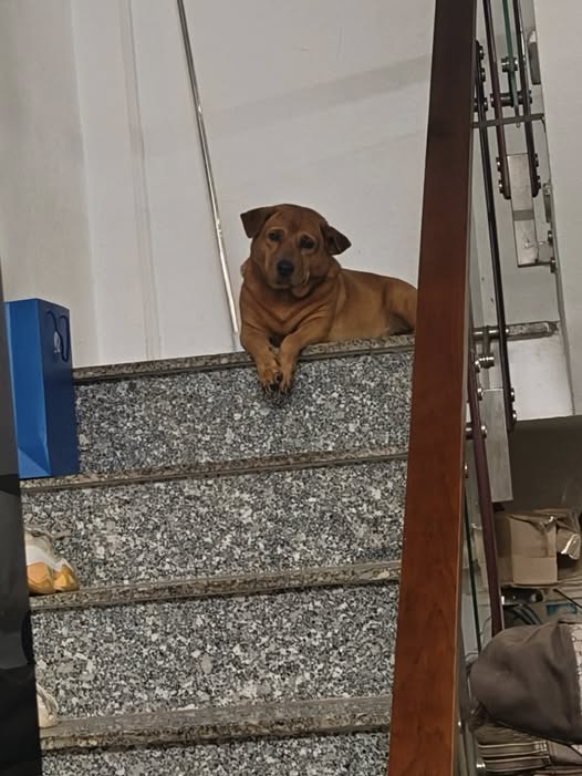 Đất thổ cư Trần Quang Đạo, Bình Khánh, Cần Giờ 117.5m² giá 3.28 tỷ - Sổ đỏ chính chủ!