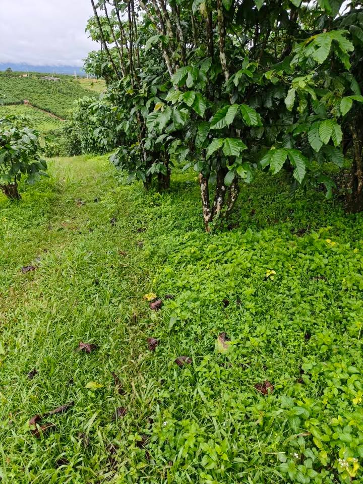 Đất trồng cà phê 13680m² tại Lộc Quảng, Bảo Lâm - Giá chỉ 840 triệu!