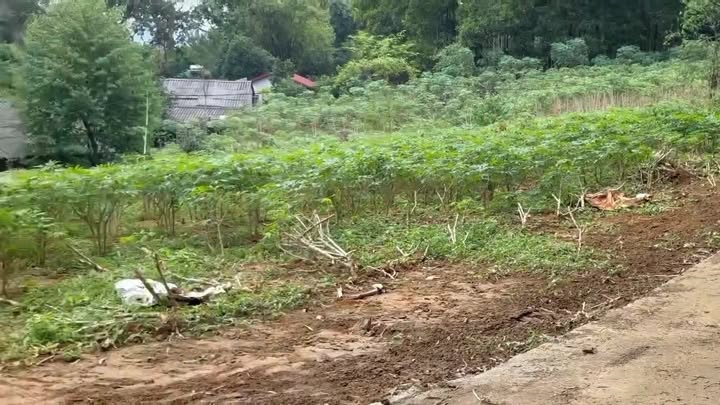 Đất thổ cư 125m² Trạm Thản Phù Ninh chỉ 300 triệu - Cơ hội đầu tư tuyệt vời!