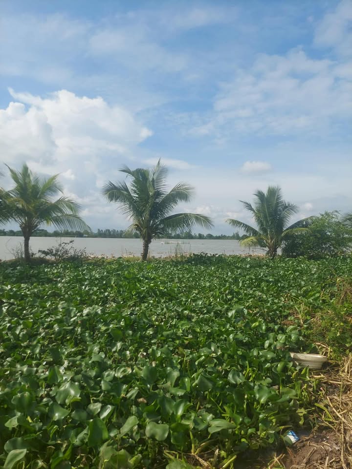 Đất nền Thới Xuân Cờ Đỏ 11,050m² giá 200 triệu/công - Cơ hội đầu tư hấp dẫn!