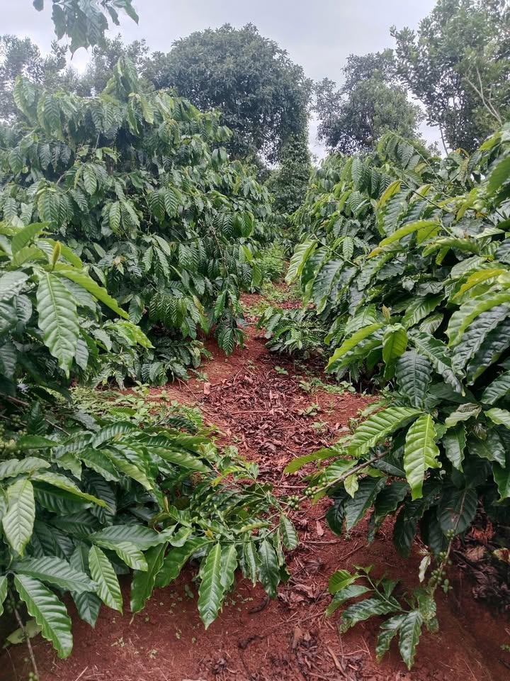 Đất nền 4 sào 3 tại xã Dliê Ya, Krông Năng - Giá 1.4 tỷ, Giao dịch nhanh chóng!