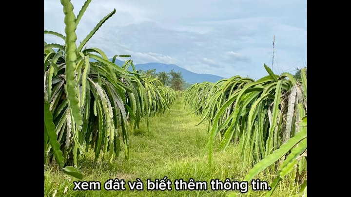 Nhà vườn 9000m² tại Thôn Dân Thuận, Bình Thuận - Bán gấp chỉ 2.07 tỷ!