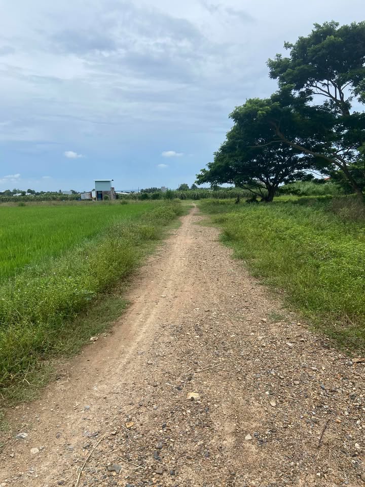 Đất nông nghiệp Thôn 1 xã Hàm Liêm 800m² giá 450 triệu - Đầu tư tiềm năng!