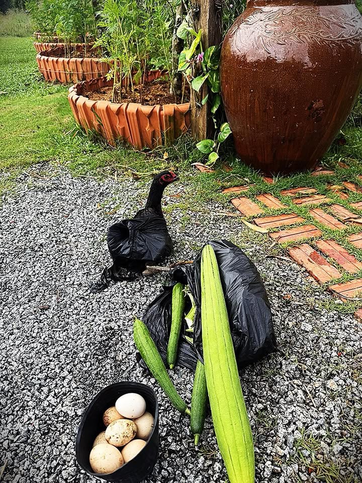 Đất nền Minh Thạnh Dầu Tiếng 500m² giá 389 triệu - Cơ hội đầu tư hiếm có!