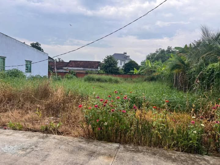 Đất thổ cư 370m² và 630m² đất vườn tại An Vĩnh Ngãi, Tân An - Giá chỉ 1.85 tỷ!