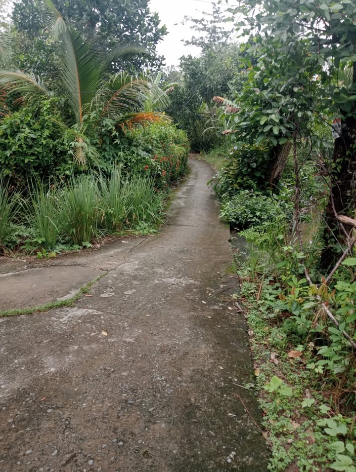 Đất nền 2 mặt tiền 540m² tại xã Phú An, giá 800 triệu - Cơ hội đầu tư hấp dẫn!