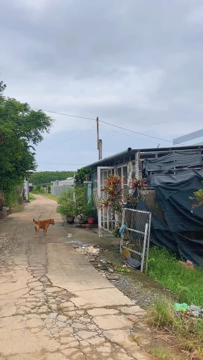 Đất Gò Dầu Tây Ninh 162m² giá thỏa thuận - Sổ hồng riêng, full thổ cư