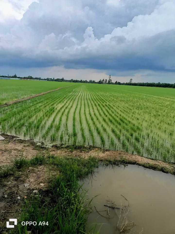 Đất nông nghiệp 9 công tại xã Tân Kiều, Tháp Mười - Giá chỉ 1.62 tỷ, cơ hội đầu tư tốt!