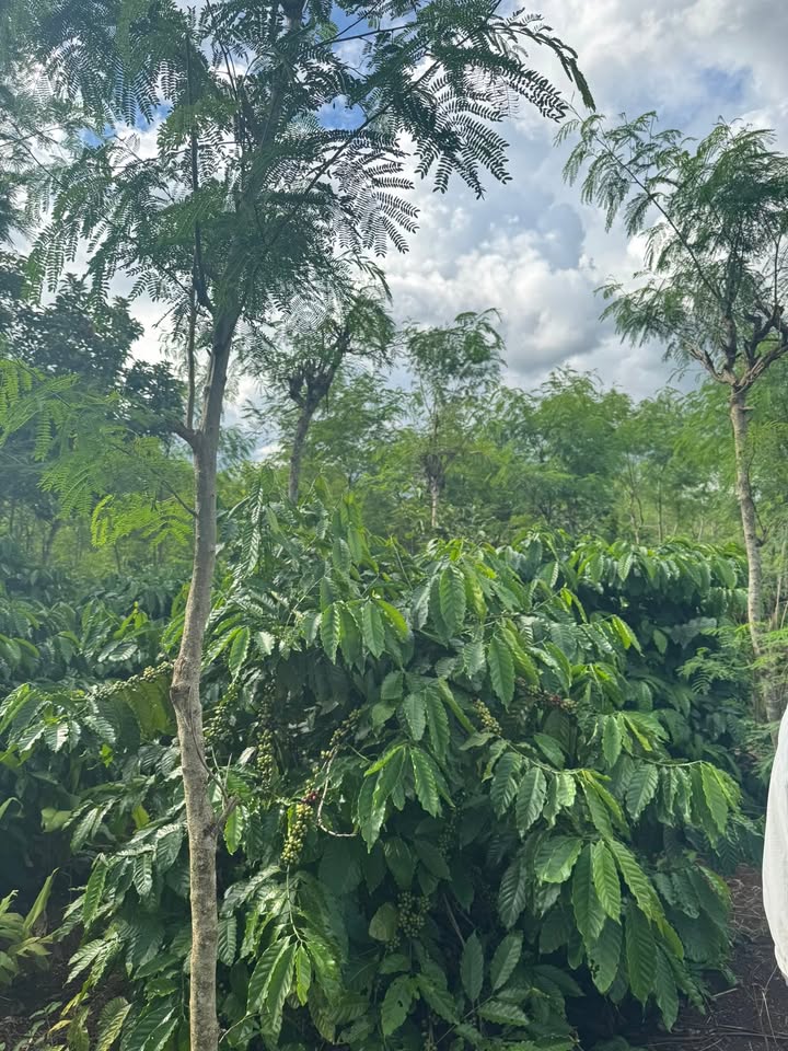 Đất vườn cà phê 19800m² tại xã Cư Huê, Ea Kar - Giá 1.4 tỷ, cơ hội đầu tư hấp dẫn!