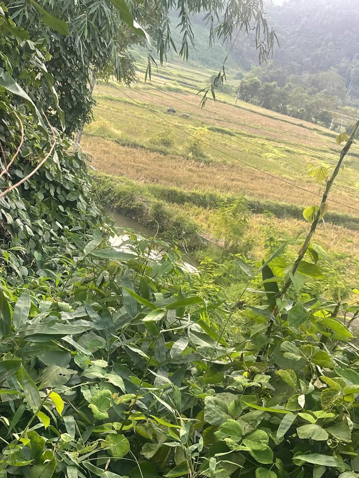 Đất 1ha 3, xã Yên Sơn, 2 tầng 1.65 tỷ - Sổ đỏ chính chủ!