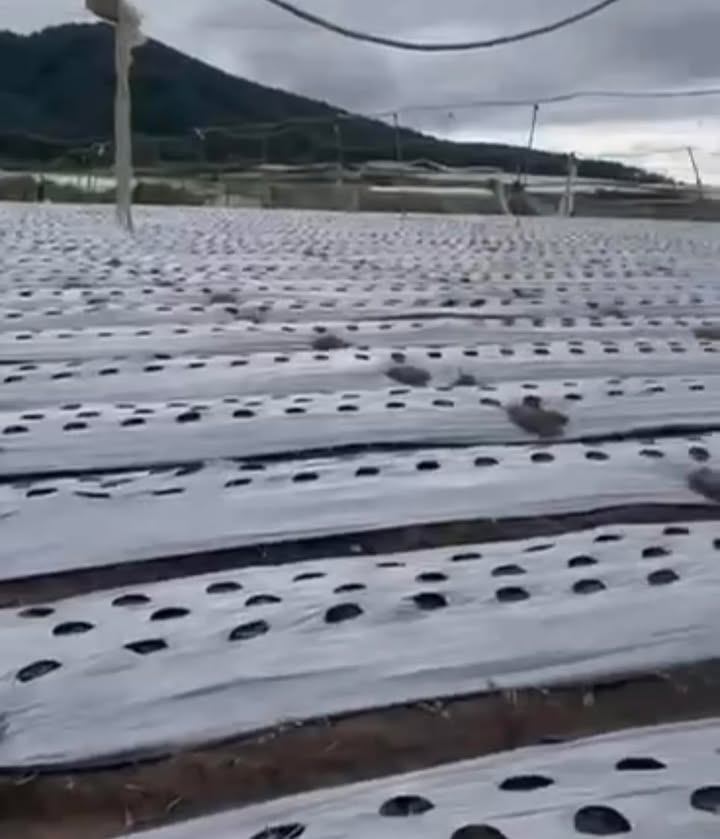 Đất nền Quảng Lập, Đơn Dương 1440m² giá 1.2 tỷ - Đầu tư sinh lời ngay!