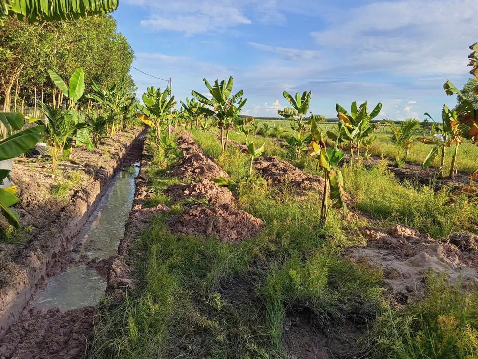 Đất đẹp Ấp Bình Lương, Tây Ninh 1000,5m² giá 450 triệu - Đầu tư sinh lời cao!