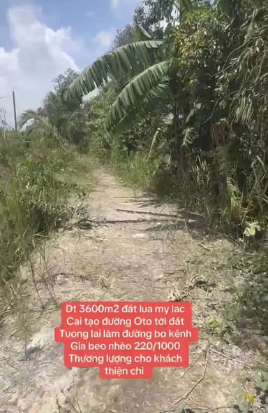 Đất nền 3600m² tại Mỹ Lạc, Thủ Thừa giá chỉ 680 triệu - Cơ hội đầu tư hấp dẫn!