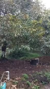 Farm sầu riêng Monthon 4500m² tại Hòa Khánh, Cái Bè - Đầu tư sinh lời hoàn hảo!