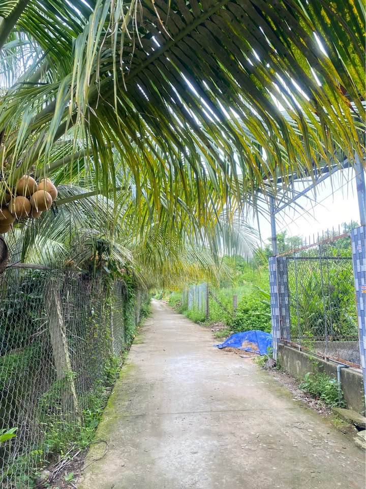 Đất vườn An Khánh Bến Tre 4000m² giá 990 triệu - Đang thu hoạch bưởi, dừa, mít