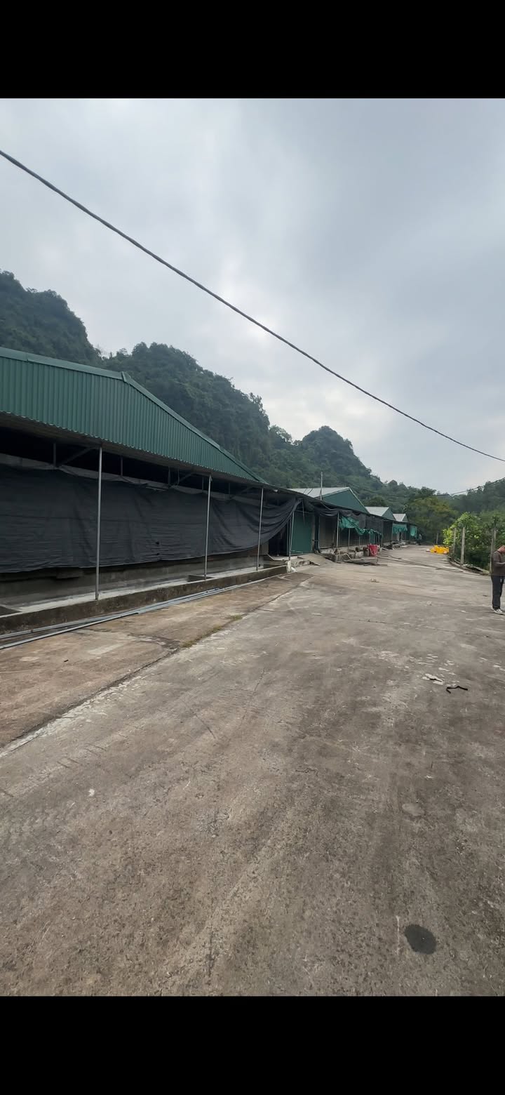 Farm 8,5ha tại Đồng Tâm, Lạc Thủy – Cơ hội đầu tư sinh lời bền vững!