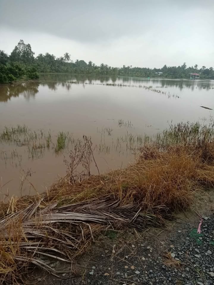 Đất ruộng 1.004,5m² xã Tân Lộc, Tam Bình, Vĩnh Long - Giá chỉ 500 triệu!