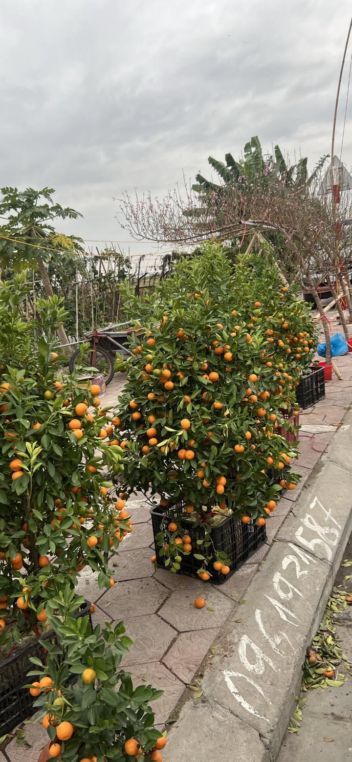 Đất mặt đường Thành Tô Tràng Cát 72m² giá 3.24 tỷ - Vị trí kinh doanh đắc địa!