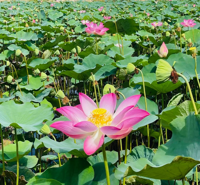 Đất nền Nhơn Bình Quy Nhơn 120m² giá 2.1 tỷ - Cơ hội đầu tư hấp dẫn!