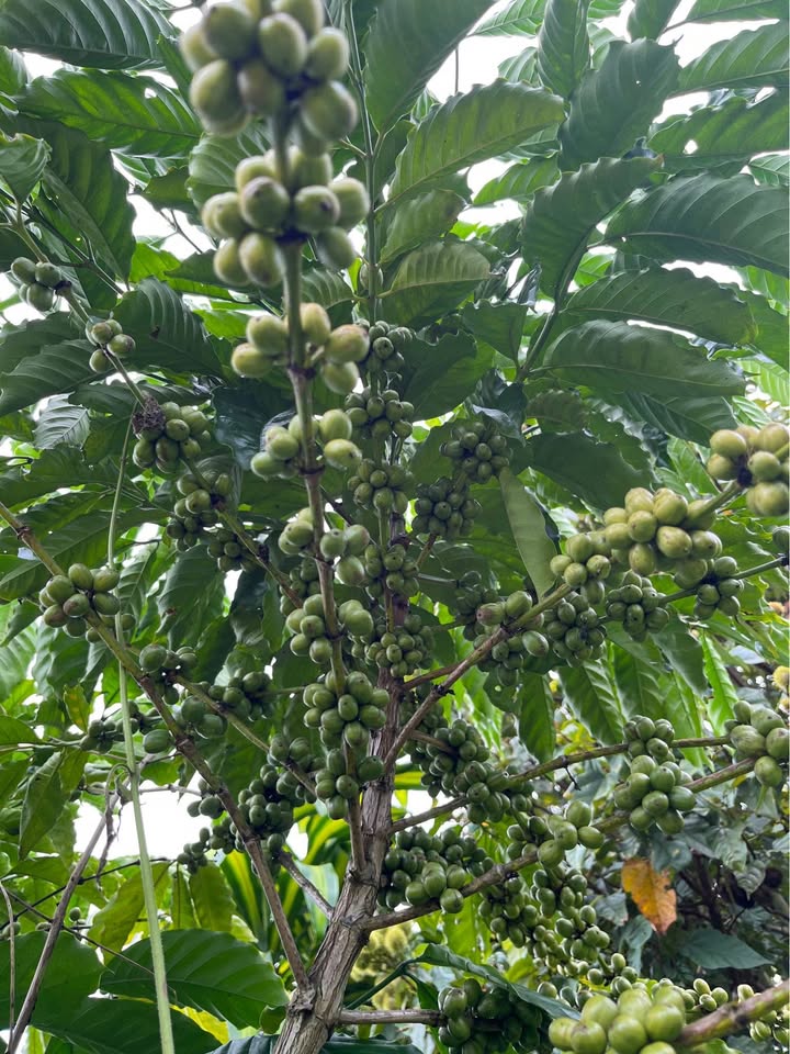 Đất nền B'Lao 1900m² - Chính chủ, sẵn thổ cư, giá thỏa thuận!