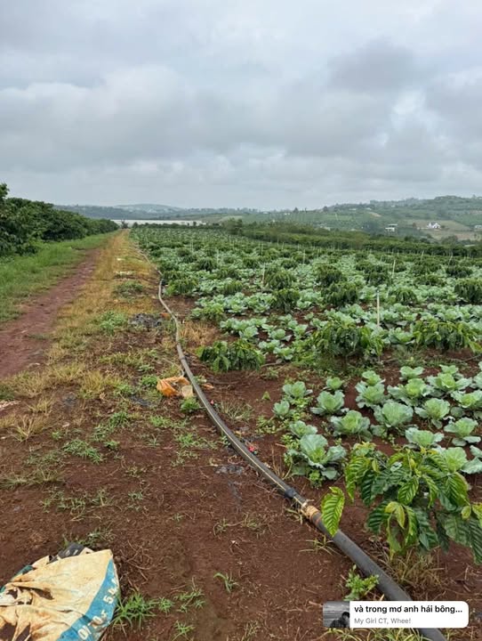 Đất nền Lâm Hà 1 hecta giá 180 triệu - Cơ hội đầu tư tuyệt vời!