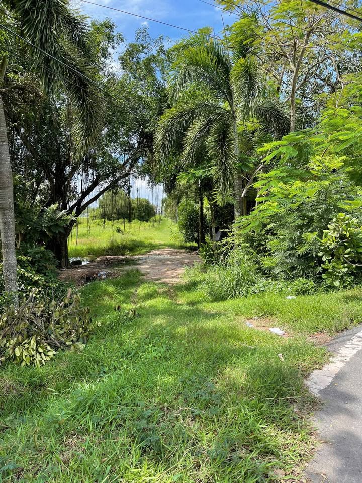 Đất nền Tân Hội, Đức Hòa 4546m² giá 21 tỷ - Tiềm năng đầu tư lớn!