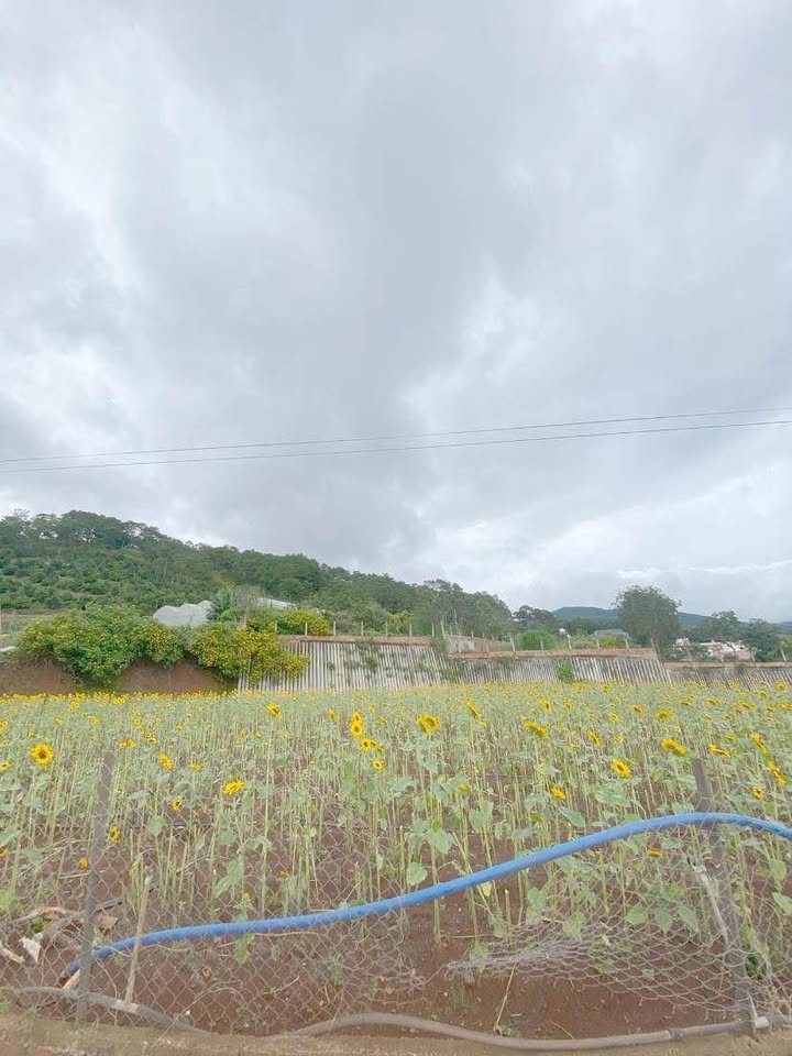 Đất nền Hiệp An, Đức Trọng 470m² giá 3 tỷ - Đầu tư sinh lời ngay!